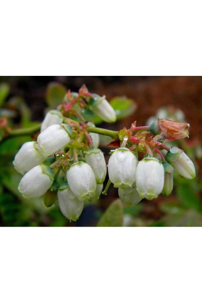 Лохина Елізабет квіти